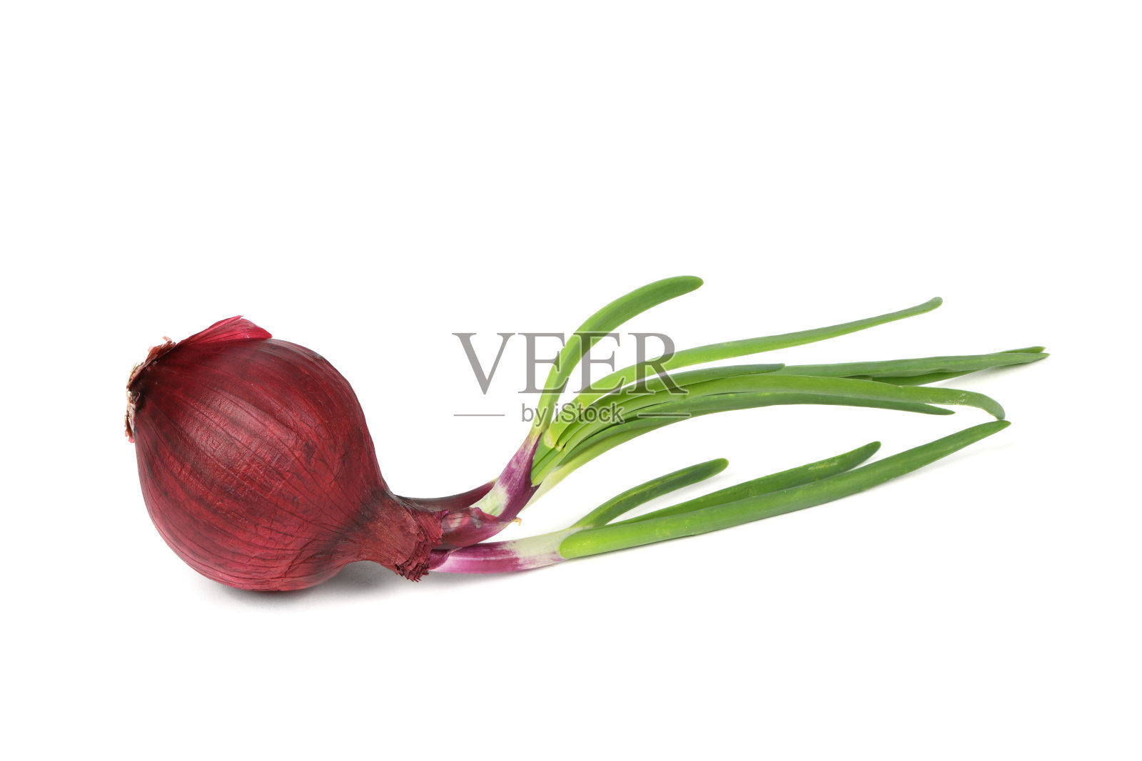 白色背景上孤立的葱。红洋葱发芽。照片摄影图片