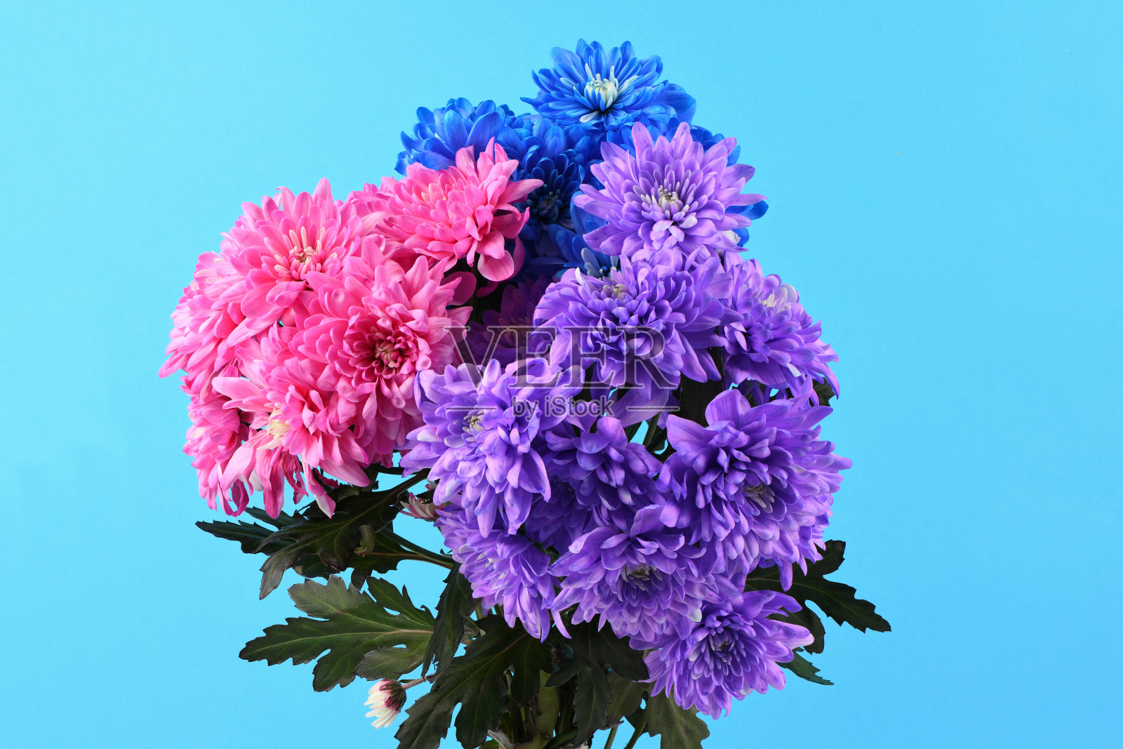 粉红色，蓝色和紫色菊花的花束孤立在蓝色的背景。照片摄影图片