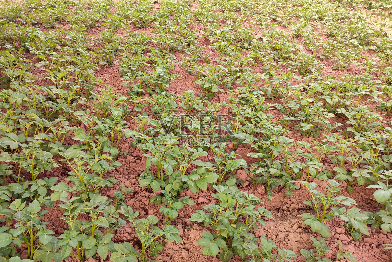 一排排的绿色马铃薯田。农作季节的农田。有叶子的年轻绿色植物。照片摄影图片