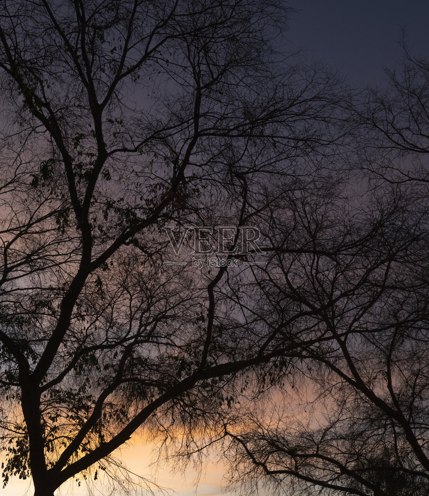 日出时的树枝照片摄影图片