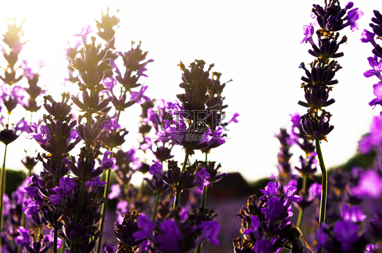 薰衣草花在田野软焦点特写图像草甸背景照片摄影图片