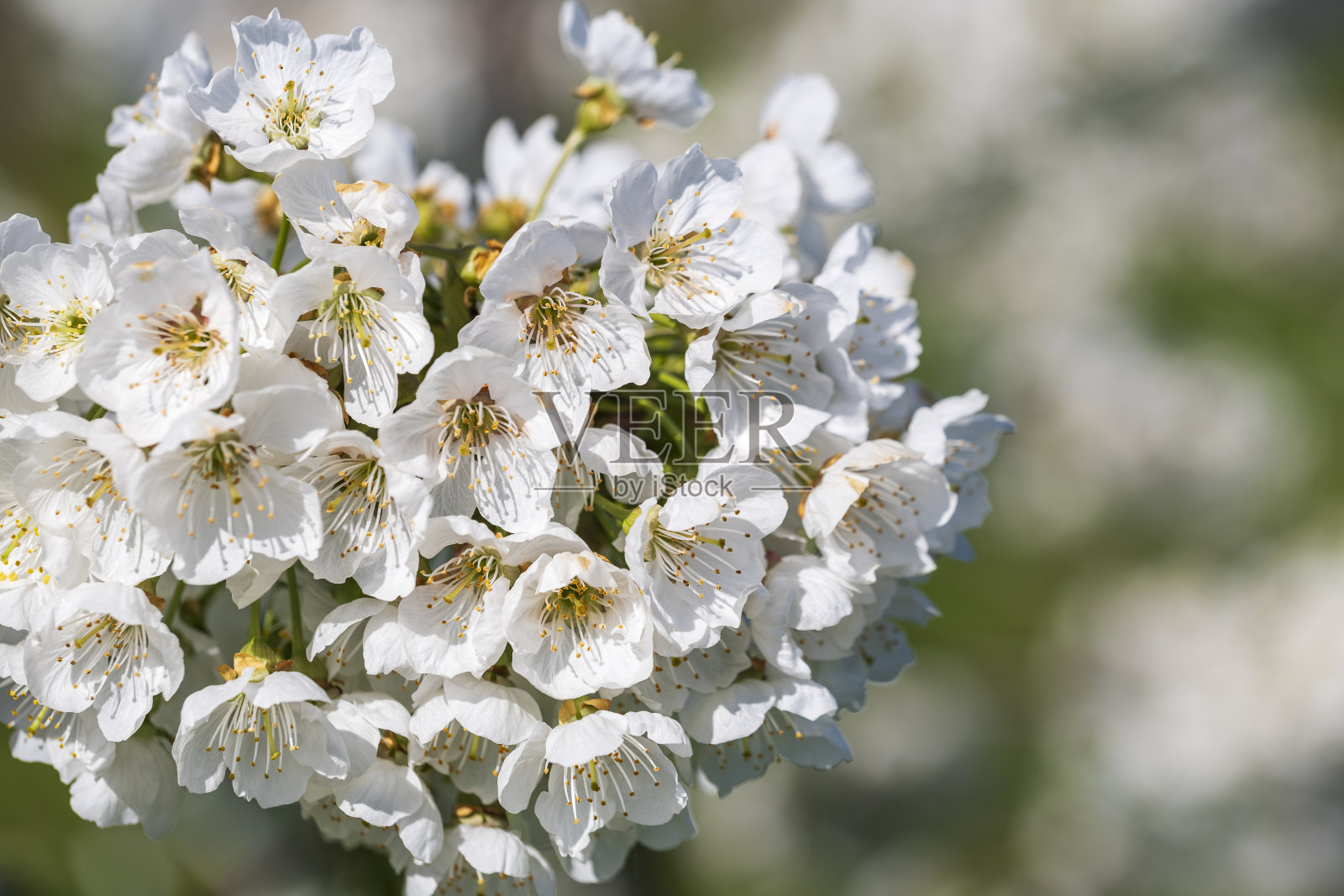 德国弗劳恩施泰因的樱花照片摄影图片
