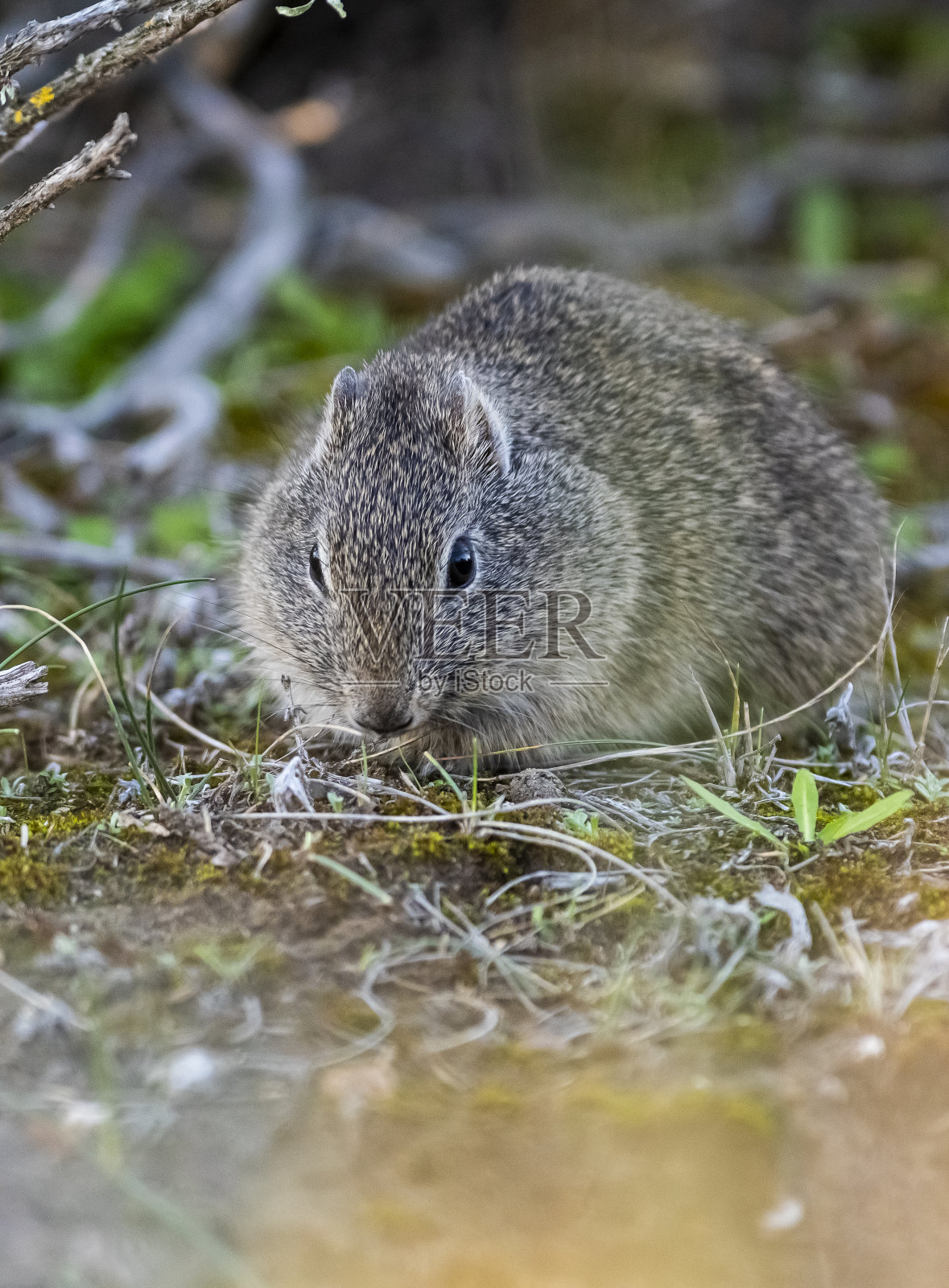 沙漠Cavi, Lihue Calel国家公园，拉潘帕省，巴塔哥尼亚，阿根廷照片摄影图片