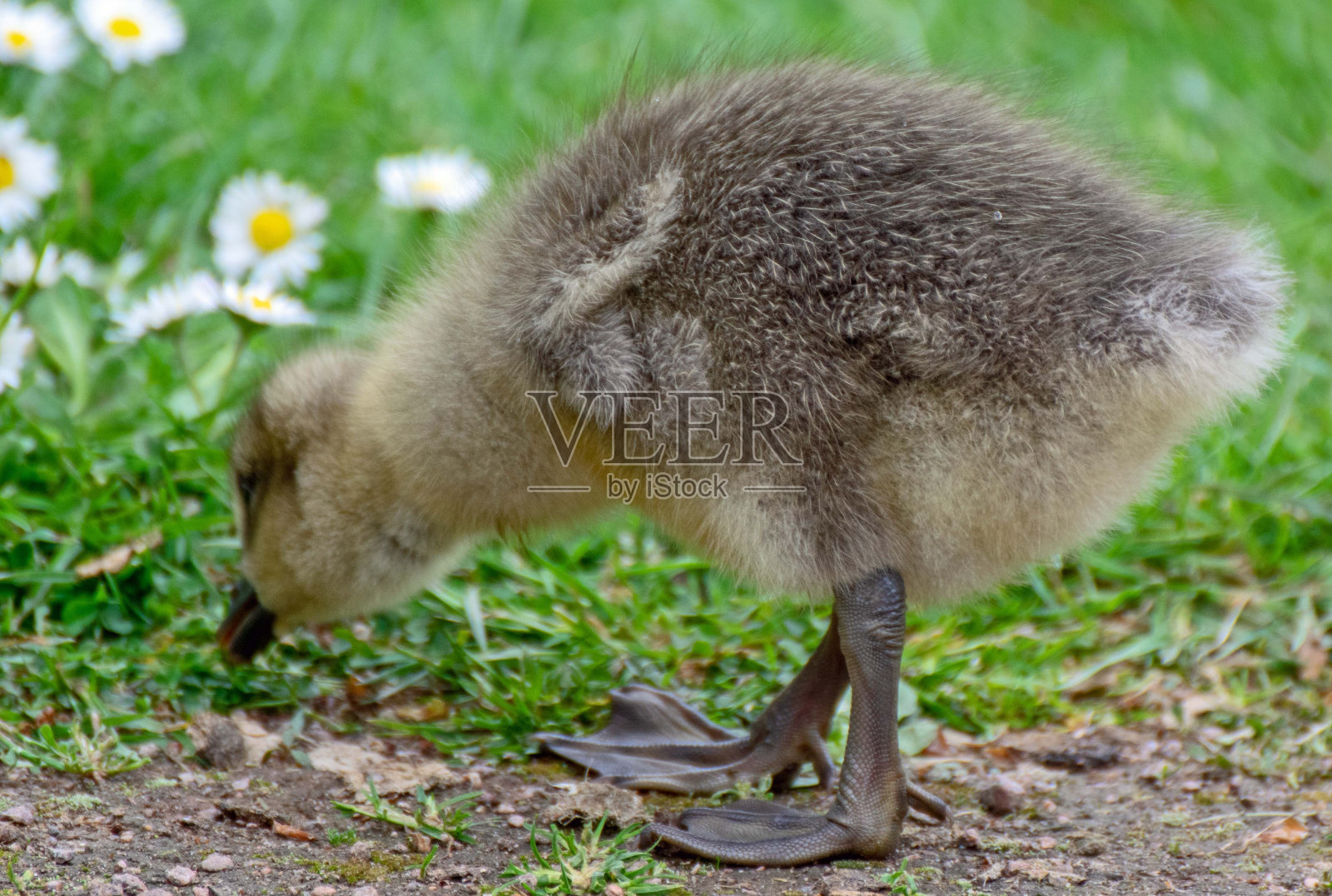 灰雁幼鸟侧面图照片摄影图片