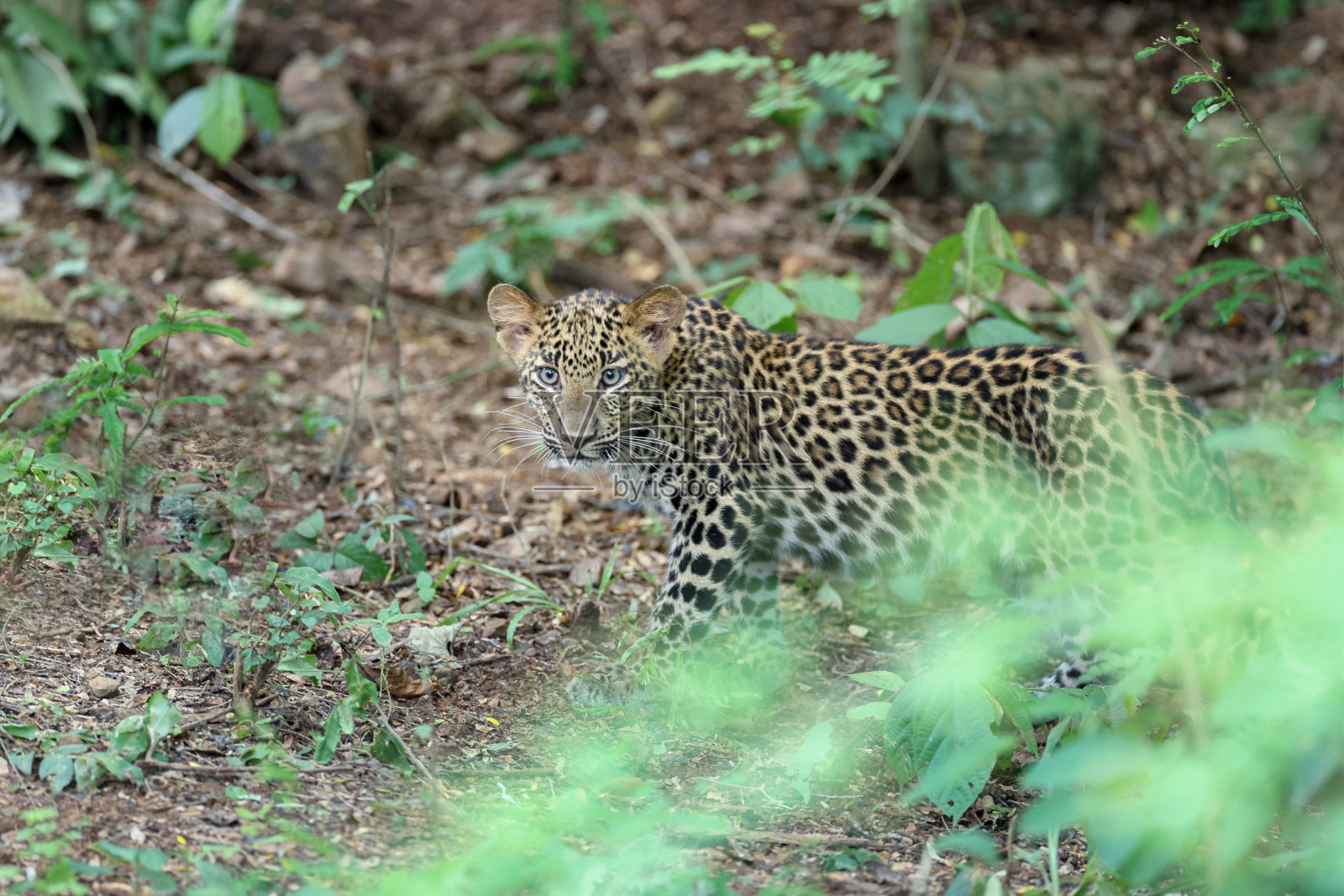 豹属pardus照片摄影图片