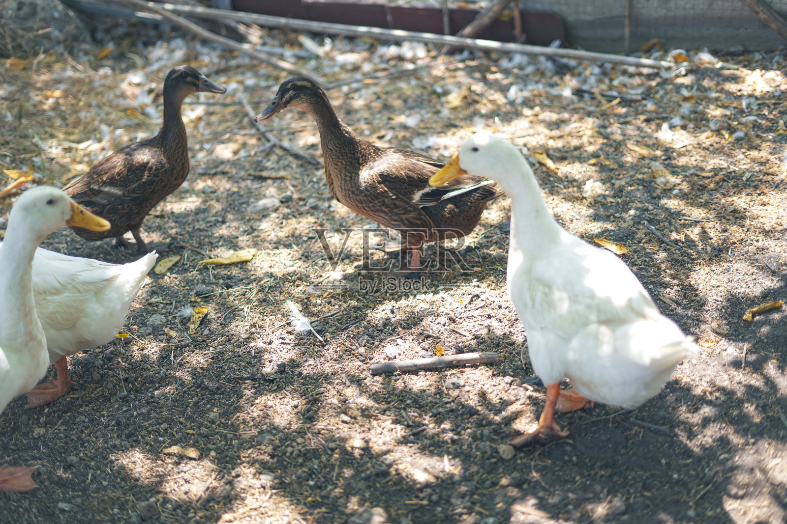 鸭子在花园里散步照片摄影图片
