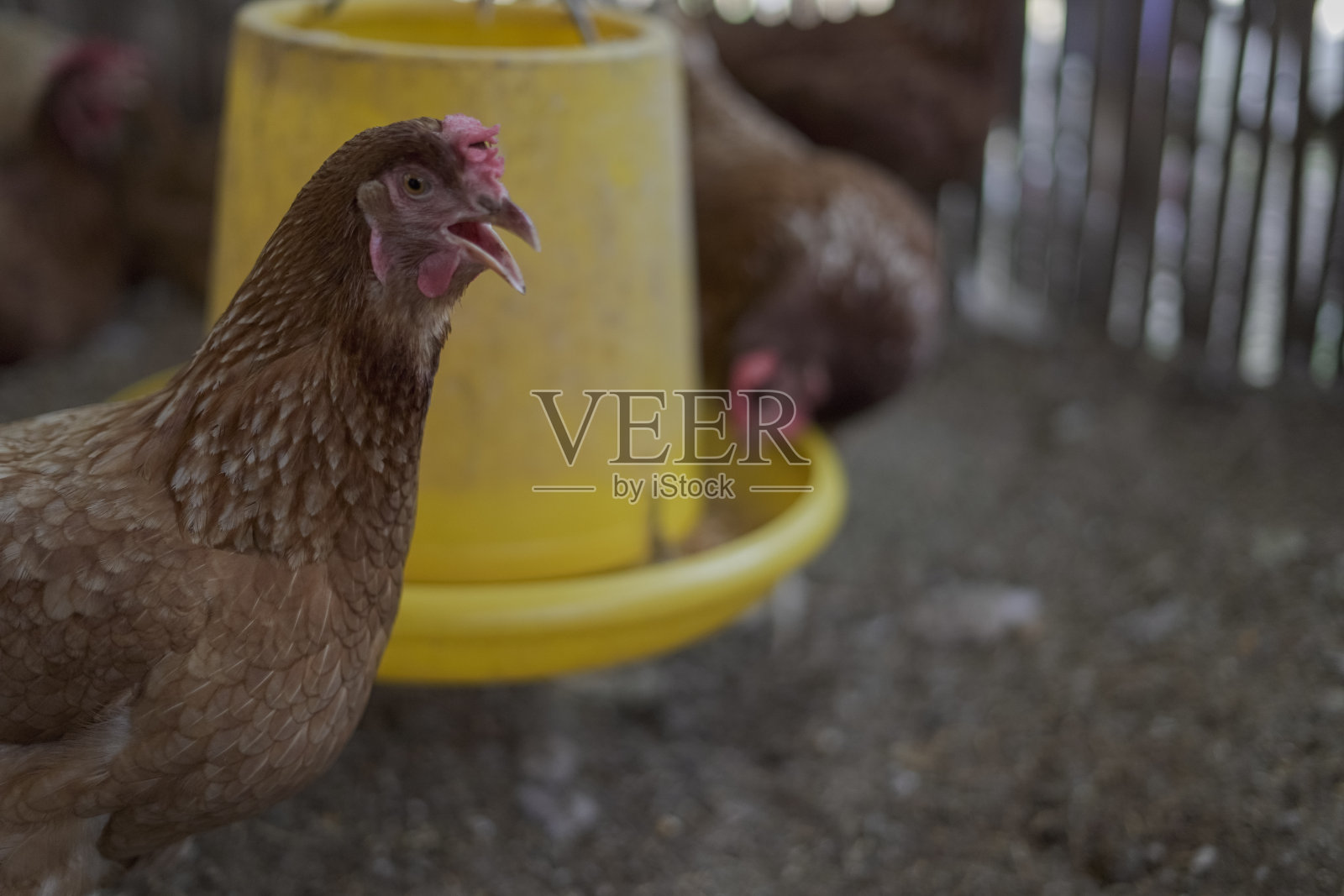 有很多鸡的养鸡场照片摄影图片