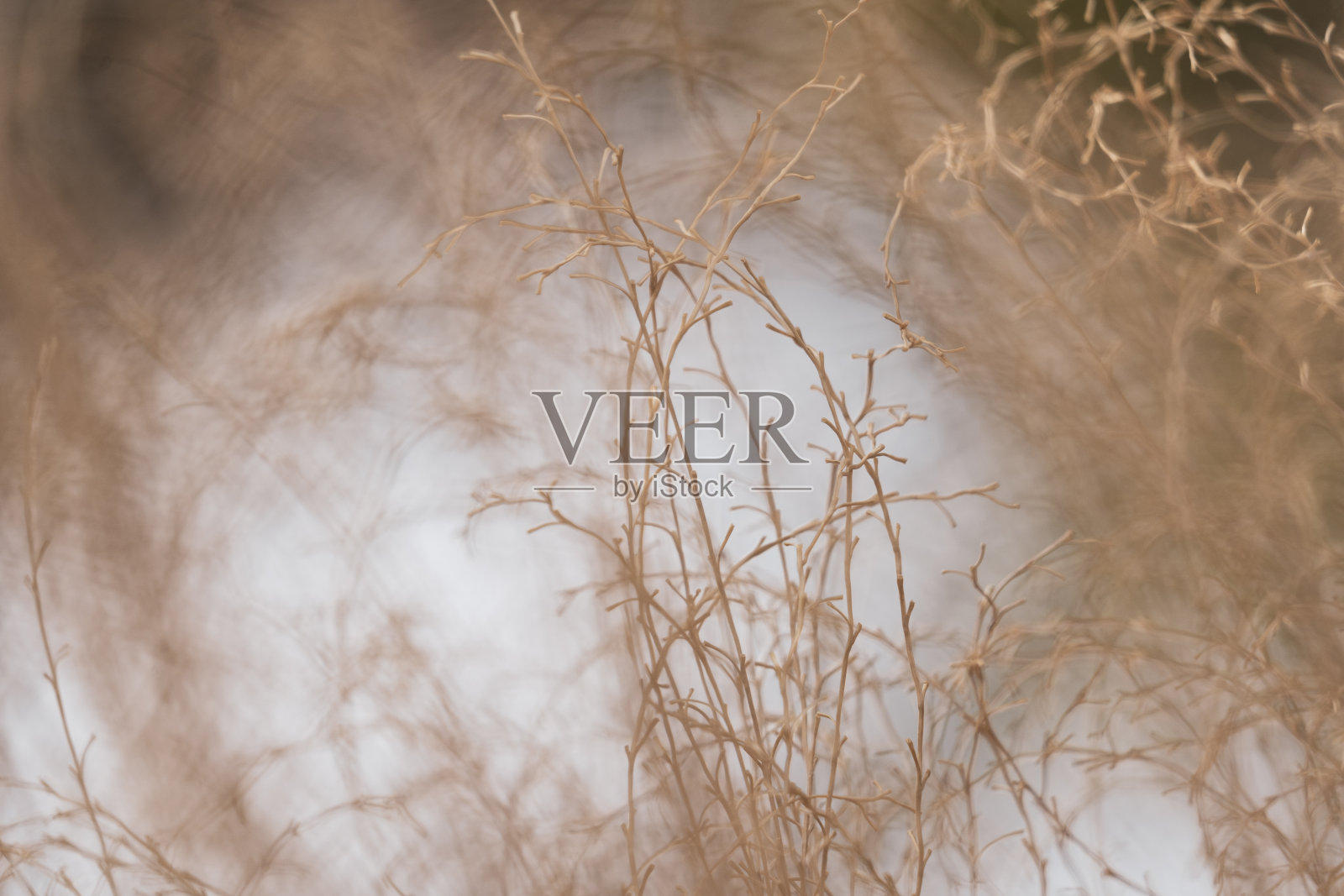 自然抽象背景照片摄影图片