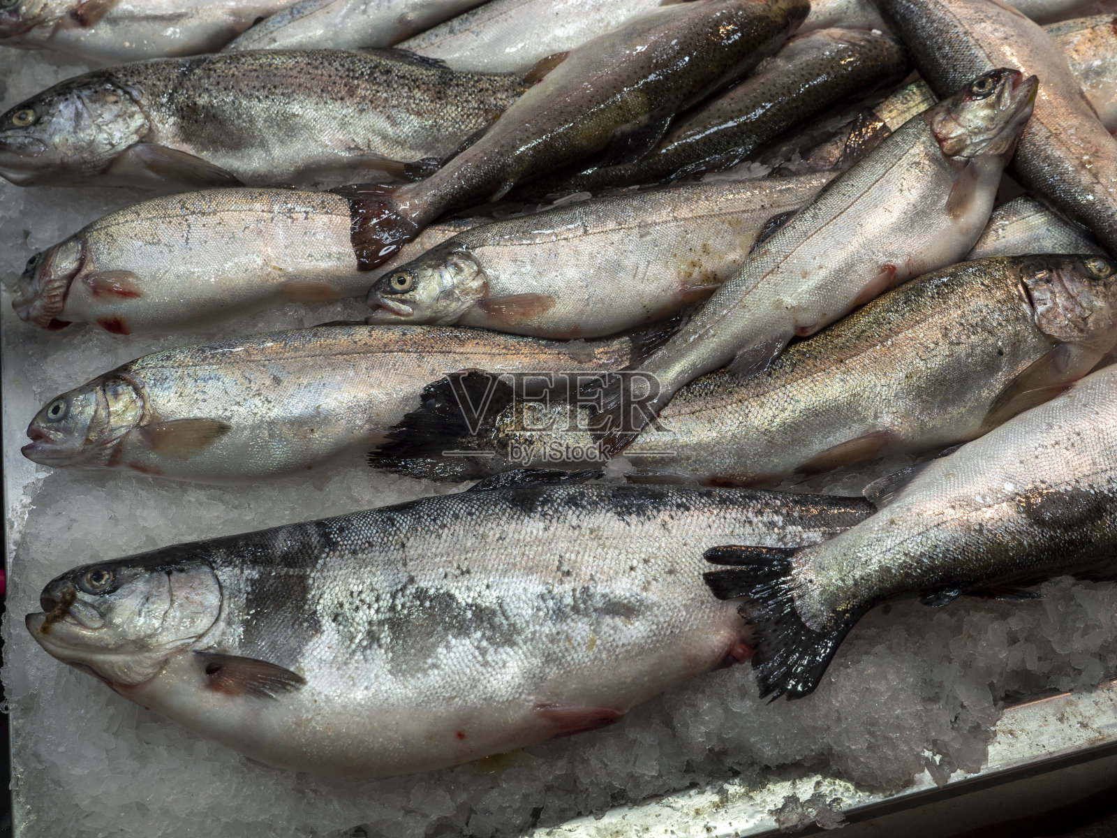 鱼贩卖的新鲜鳟鱼，特写鳟鱼，照片摄影图片