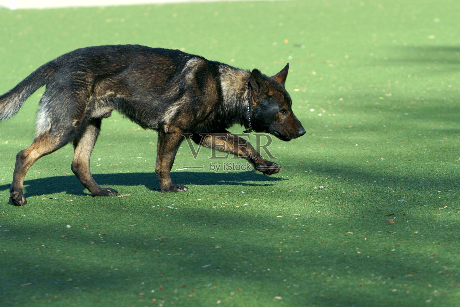 一只黑背牧羊人正在搜寻照片摄影图片