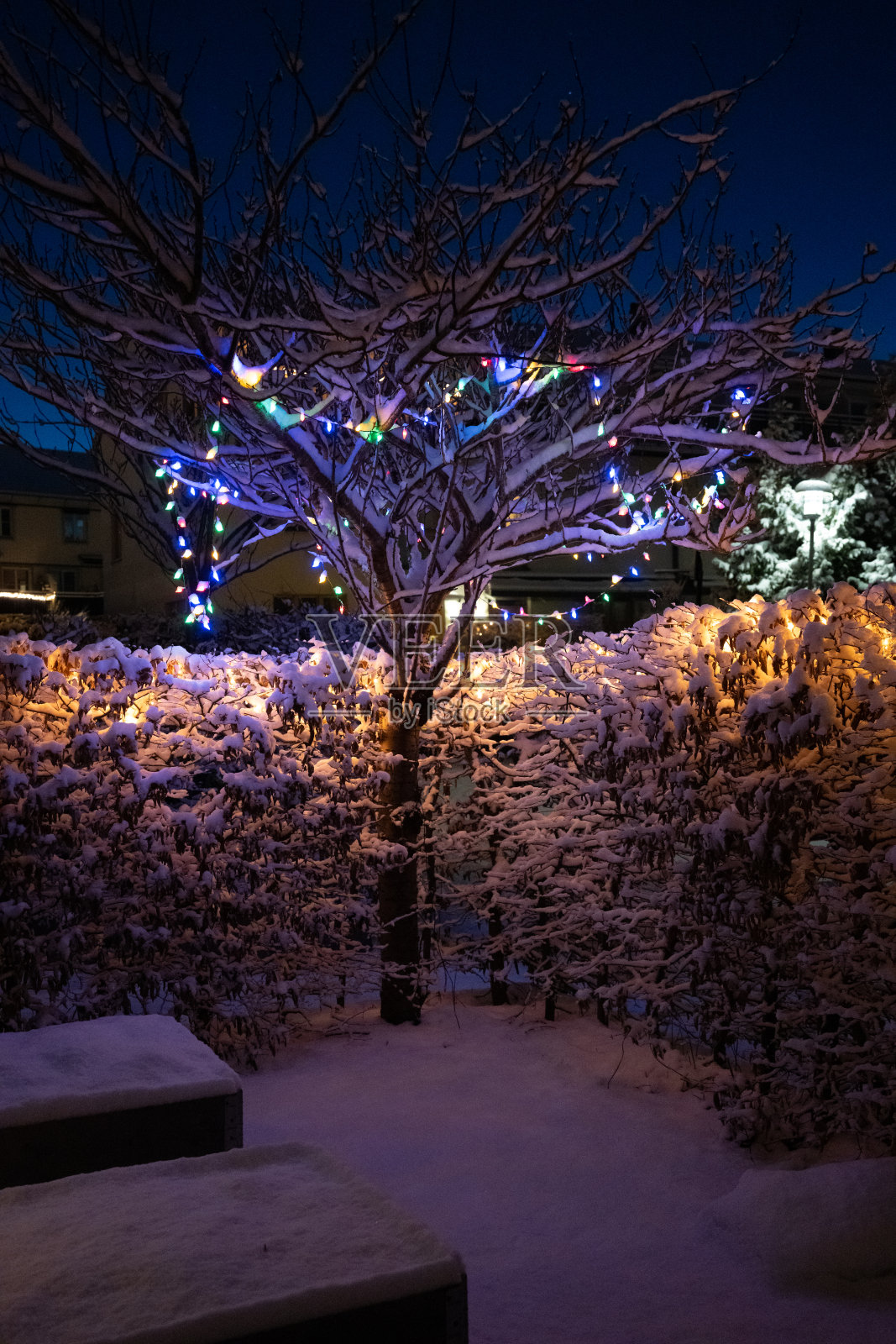 圣诞树和花园树篱上的圣诞彩灯。照片摄影图片