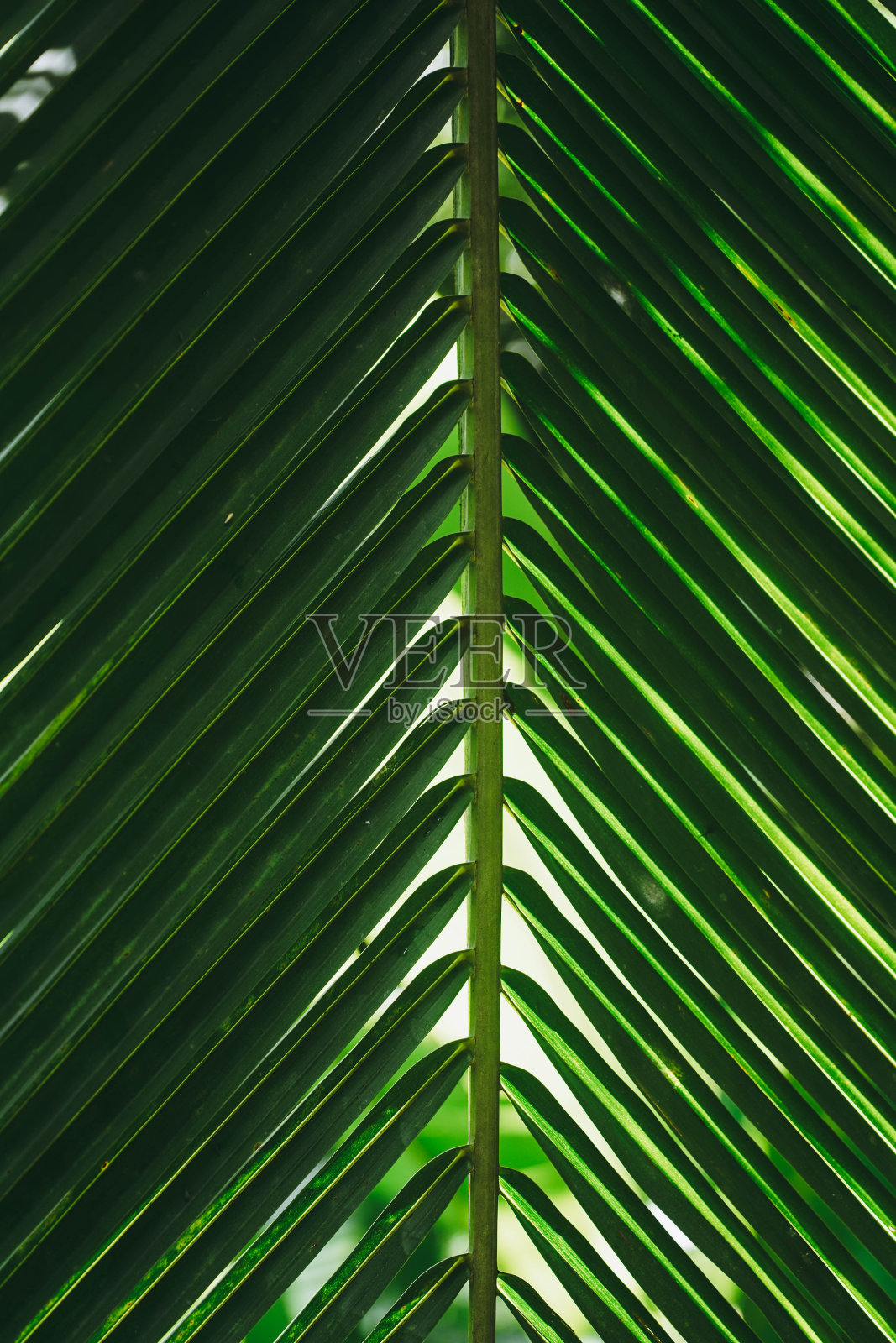 棕榈树照片摄影图片