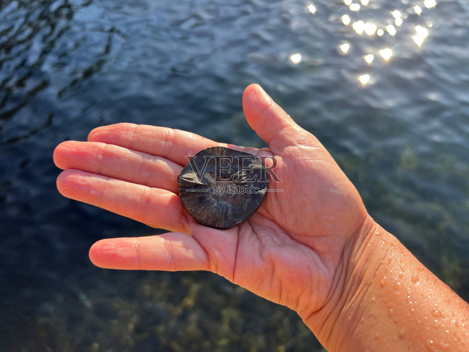 沙利格拉姆，沙利格拉马，沙利格拉马圣石化石在手。照片摄影图片