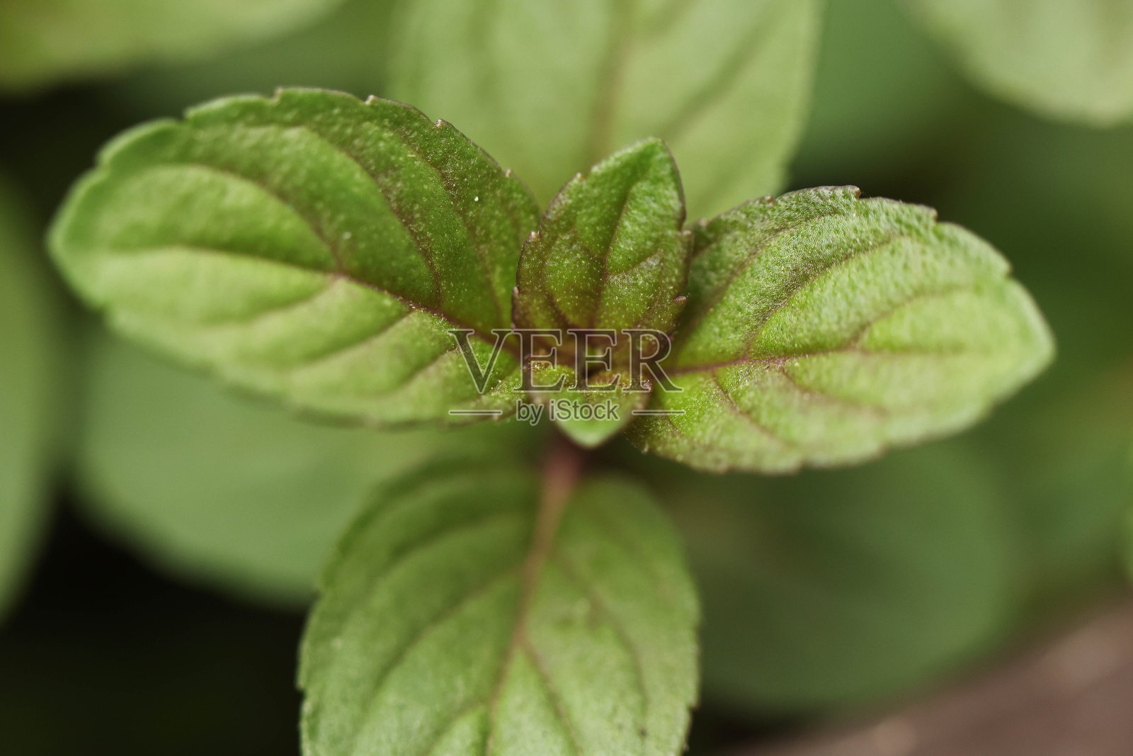 薄荷叶特写照片摄影图片