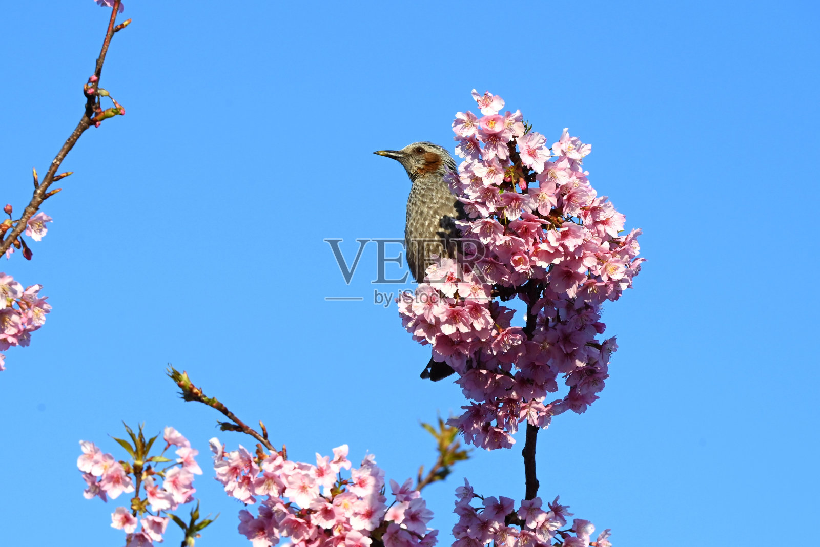 从樱花中吸取花蜜的球茎。照片摄影图片