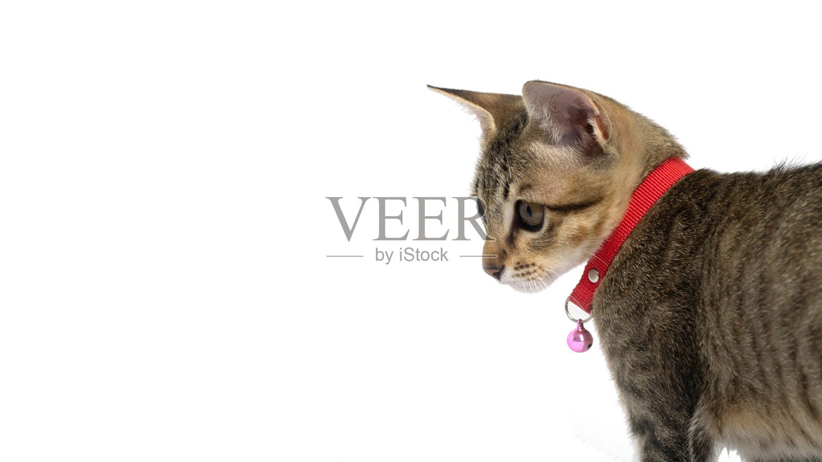 一只惊讶的苏格兰直猫的肖像，特写，孤立在白色背景上，美丽的猫孤立在白色背景上照片摄影图片