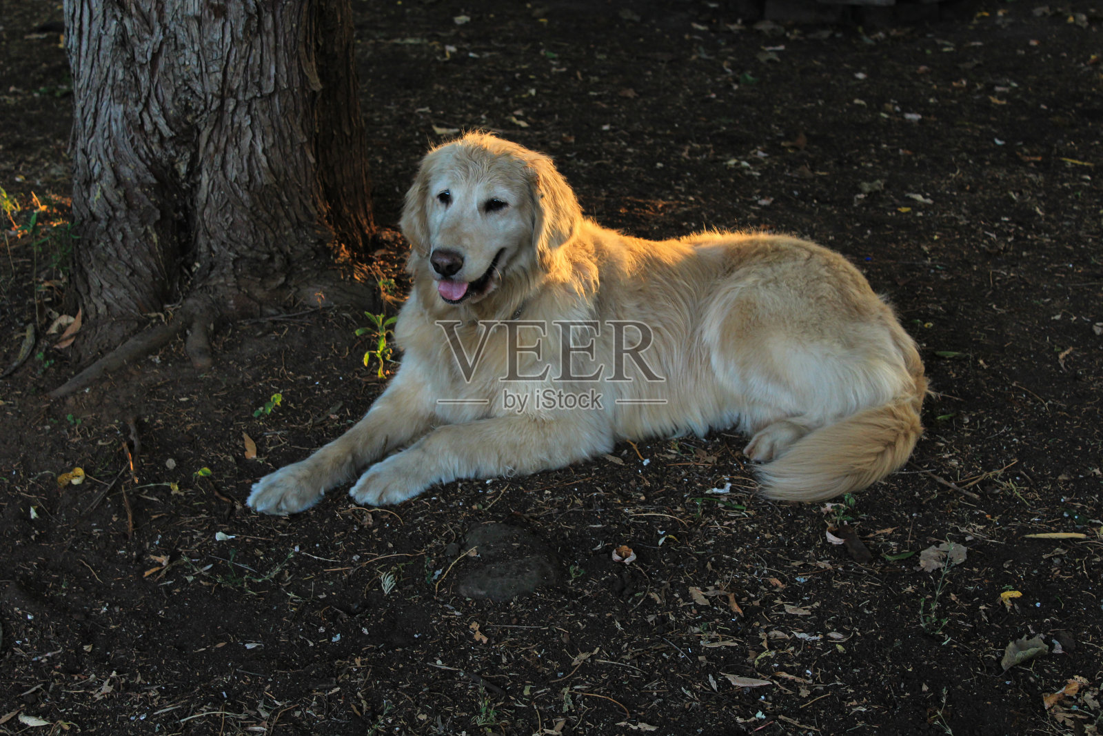 金狗在地里照片摄影图片