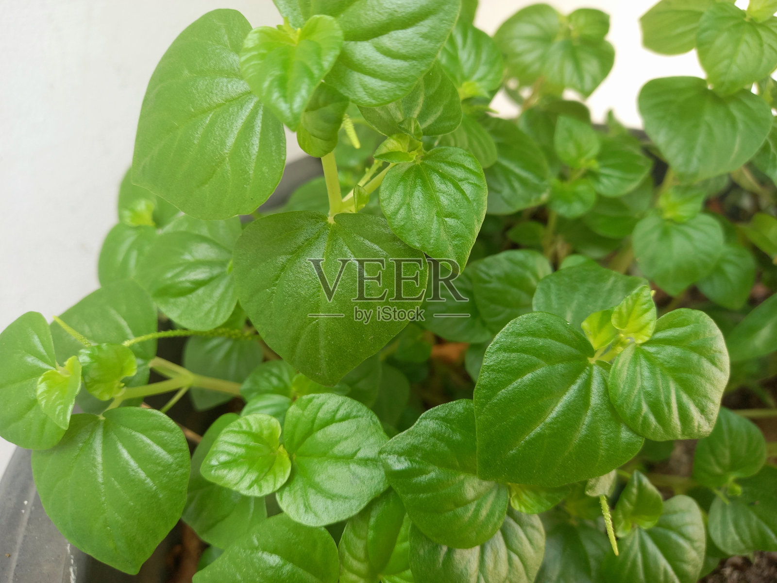 槟榔植物，拉丁名Peperomia pellucida，在印度尼西亚也叫Sirih China照片摄影图片