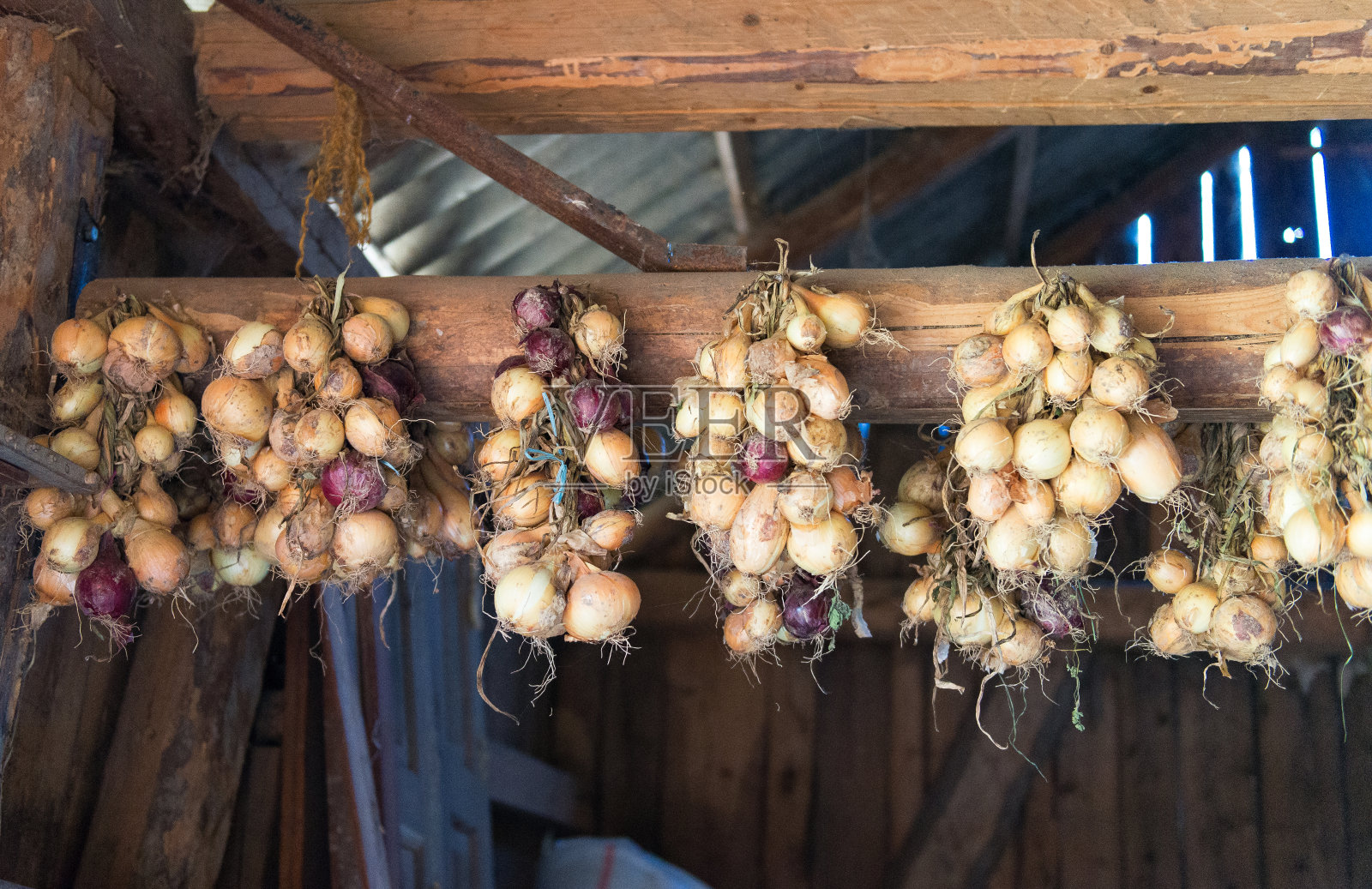 把洋葱辫子挂在农场里储存。谷仓的天花板上挂着一串串洋葱。照片摄影图片