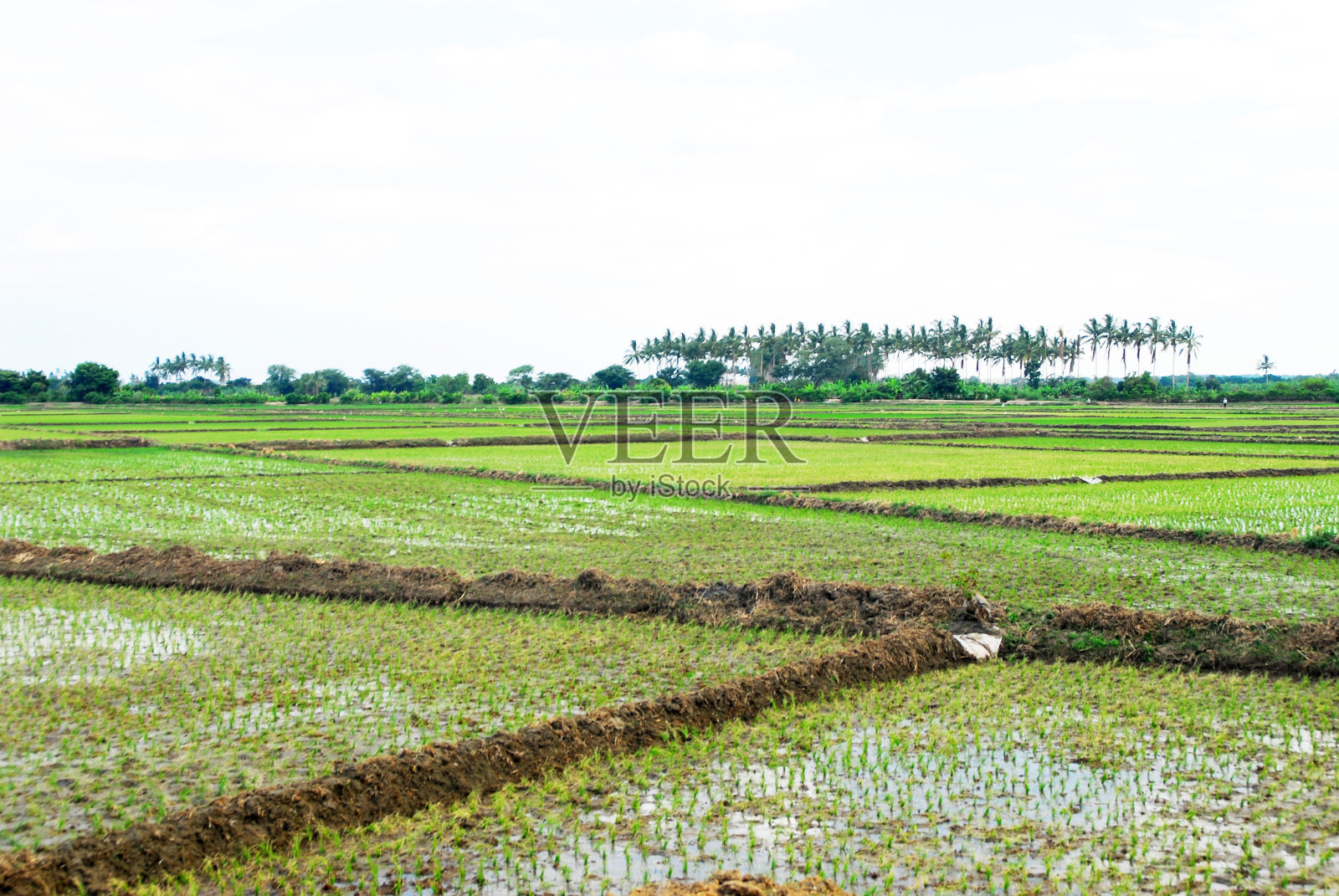 秘鲁皮乌拉稻田栽培照片摄影图片