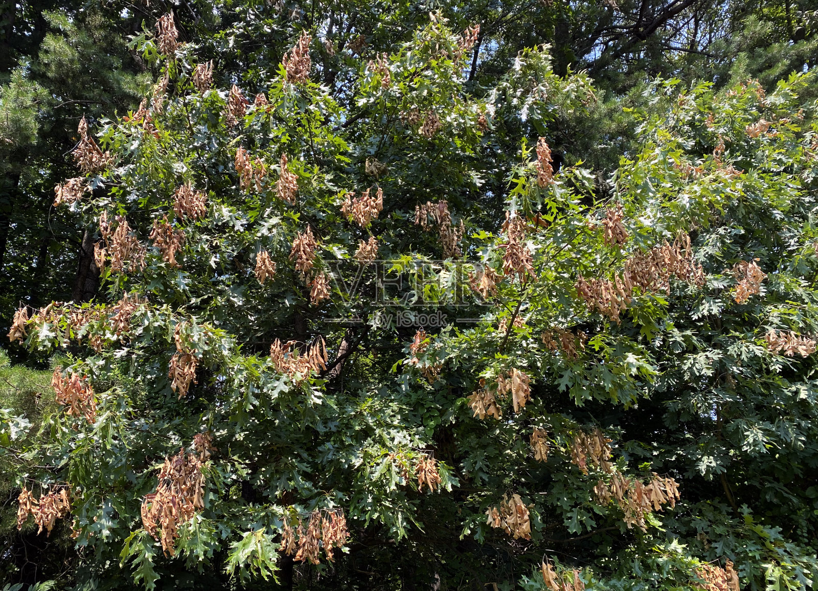 蝉在树枝上下蛋后，树枝开始下垂照片摄影图片