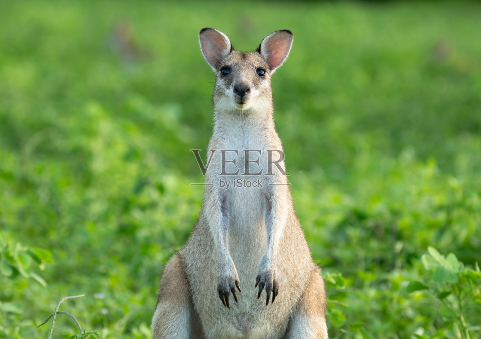 小袋鼠照片摄影图片