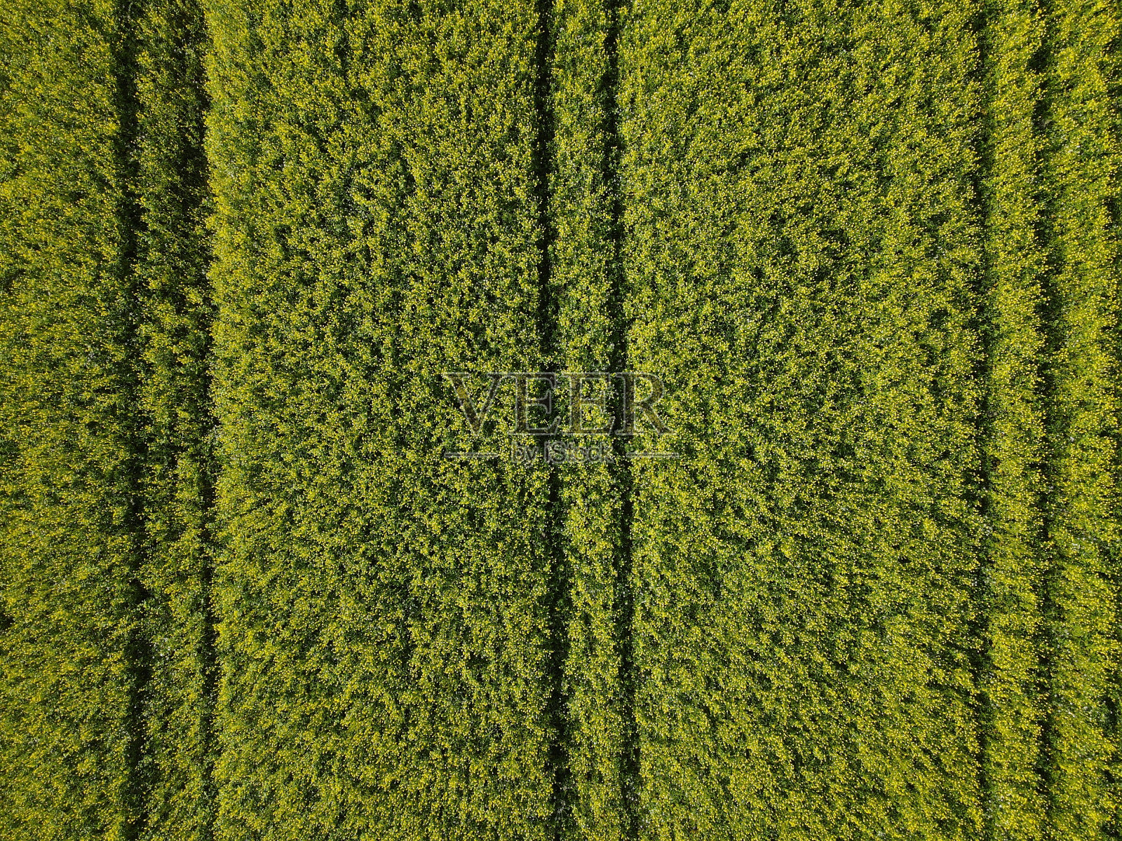 晚夏绿色油菜籽田鸟瞰图照片摄影图片