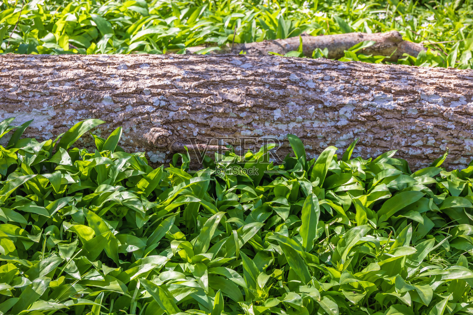 草地上一根原木旁的野蒜叶照片摄影图片