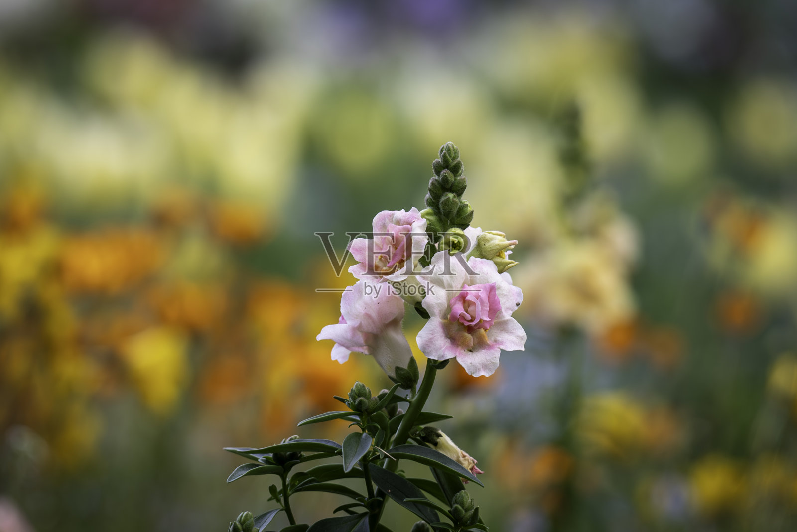 金鱼草照片摄影图片