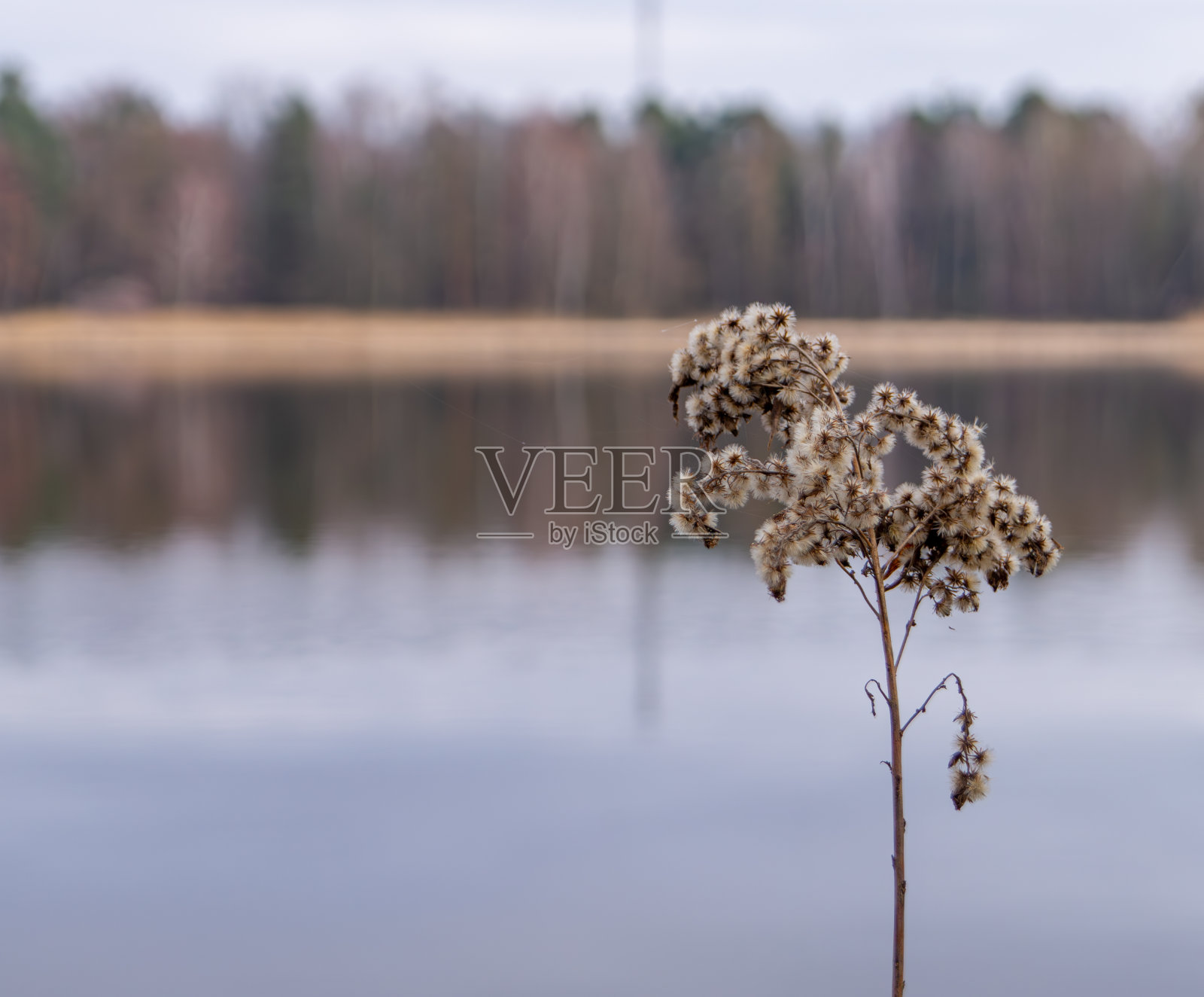 春天的植物在湖边，森林和海滩的背景照片摄影图片