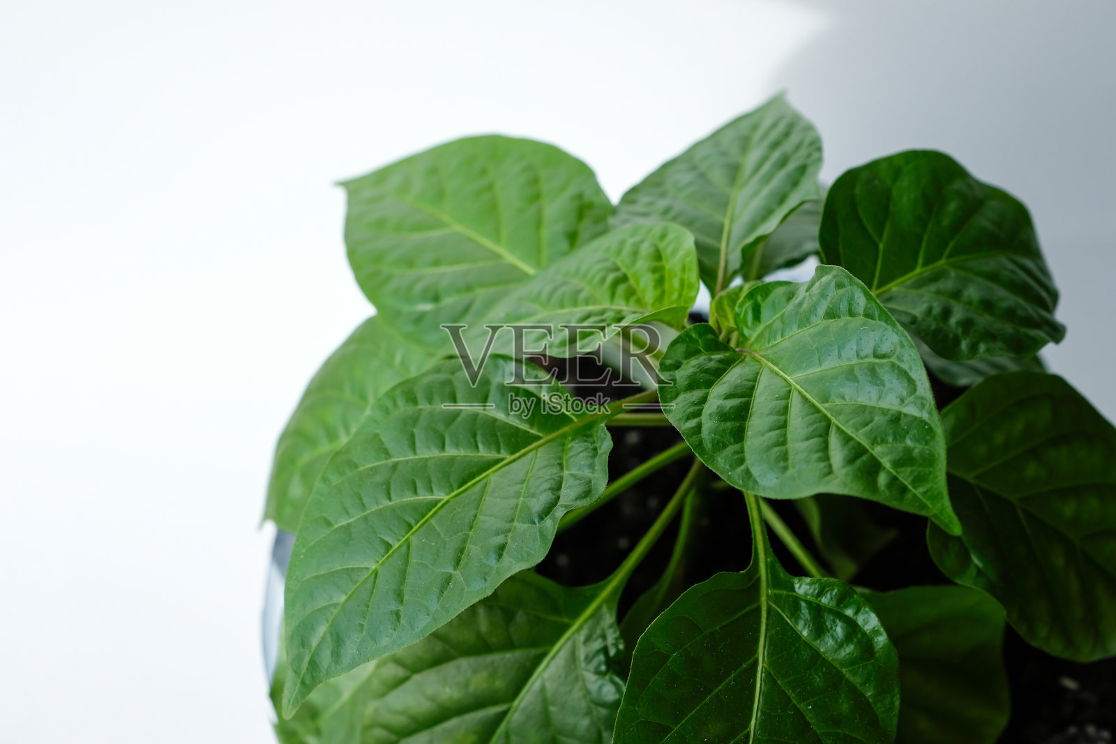 胡椒植物。幼苗。阳光。回家种植。照片摄影图片