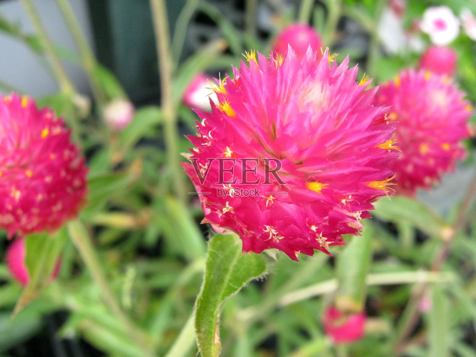 环球苋菜花照片摄影图片