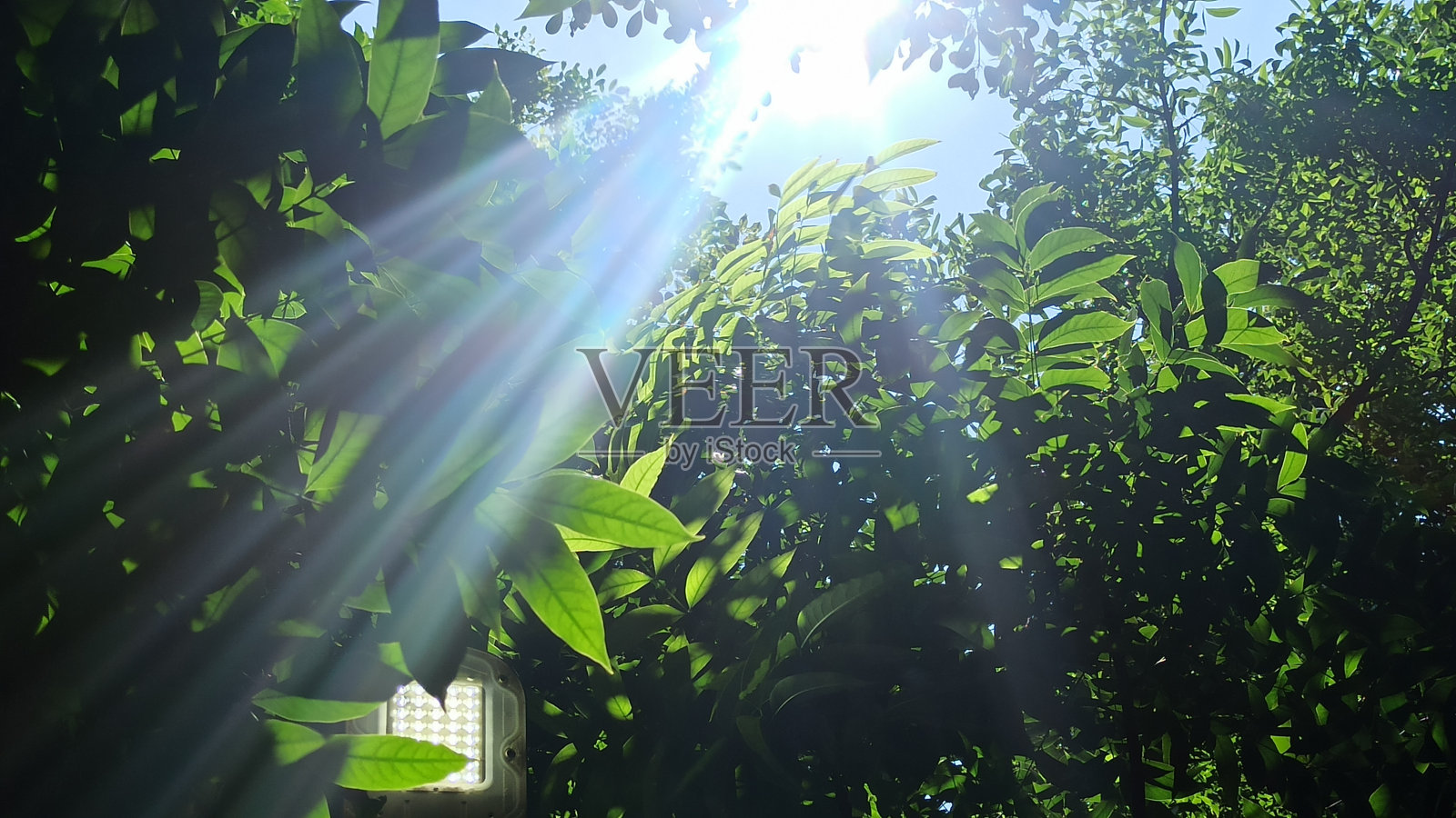 在绿叶下照片摄影图片