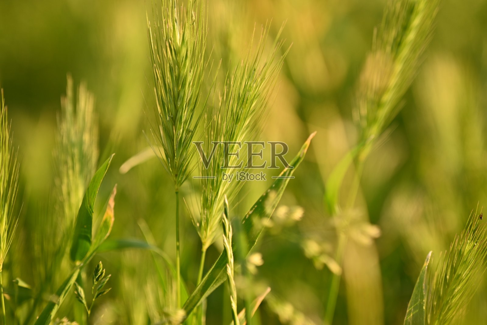 野生谷类的绿色小穗，绿色小穗的近距离纹理照片摄影图片