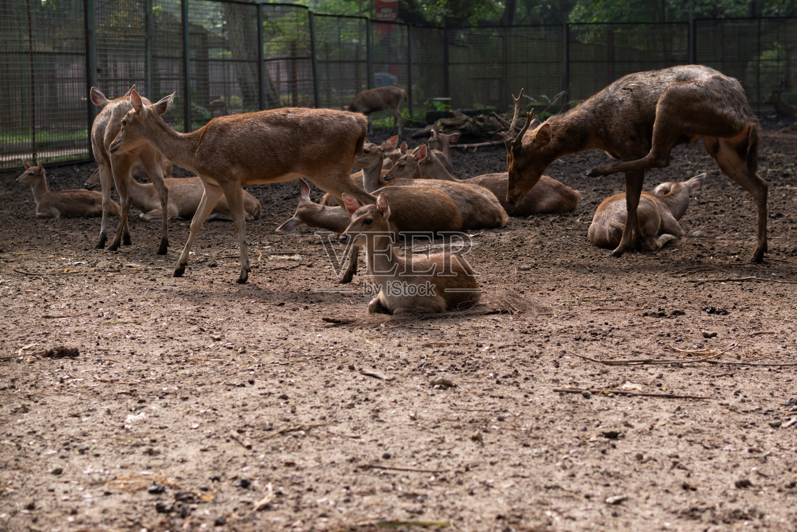 动物园里的鹿一家照片摄影图片