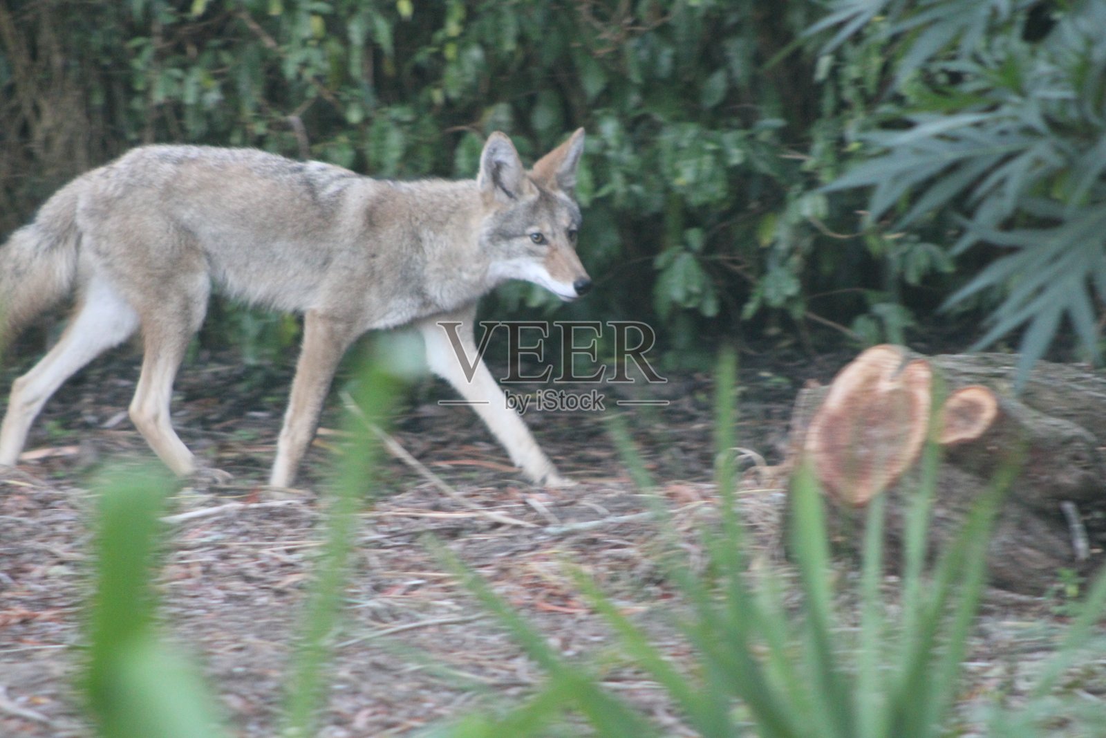 土狼四处游荡照片摄影图片