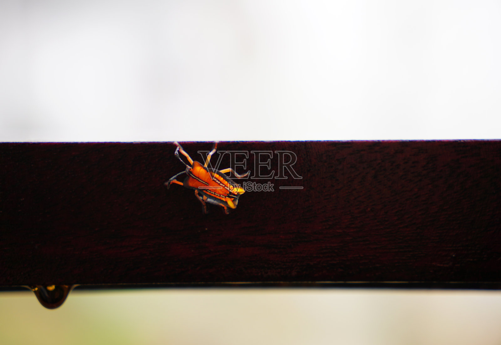 下雨天，橙色臭虫落在一根木棍上照片摄影图片