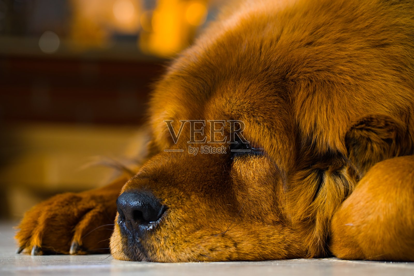 成年藏獒母狗躺着，具有独特的深红色皮毛。厚厚的冬季皮毛。照片摄影图片