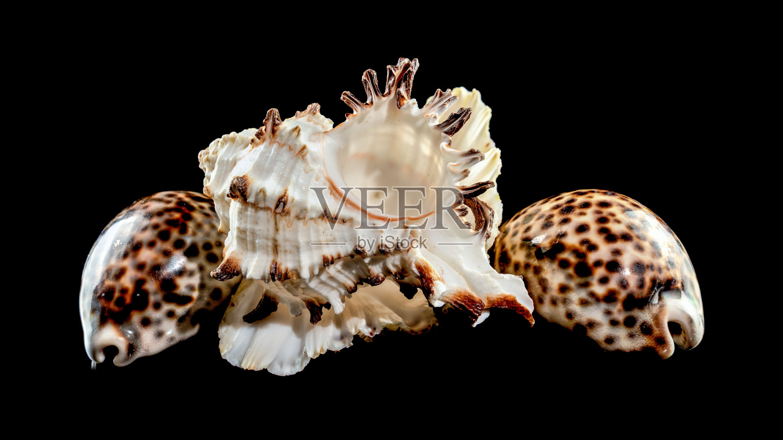 贝壳静物画，黑色背景照片摄影图片