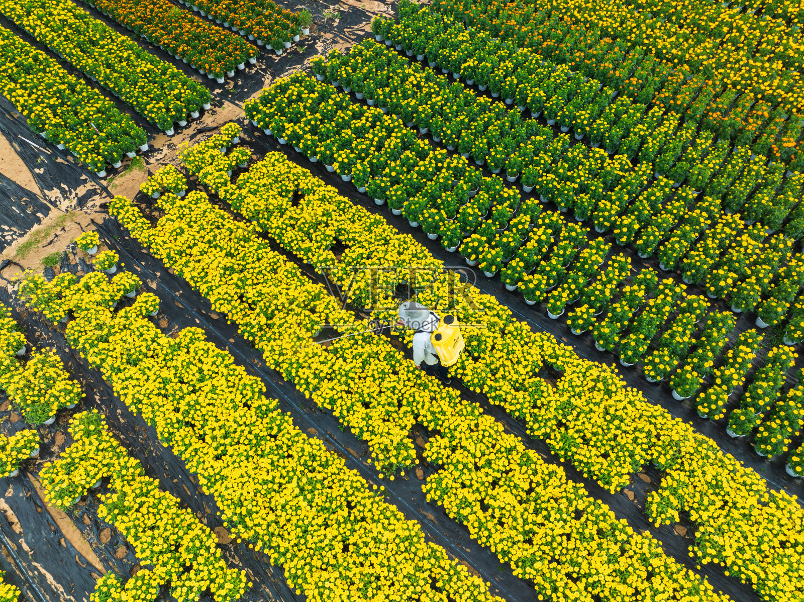 花商在春节期间照顾鲜花照片摄影图片
