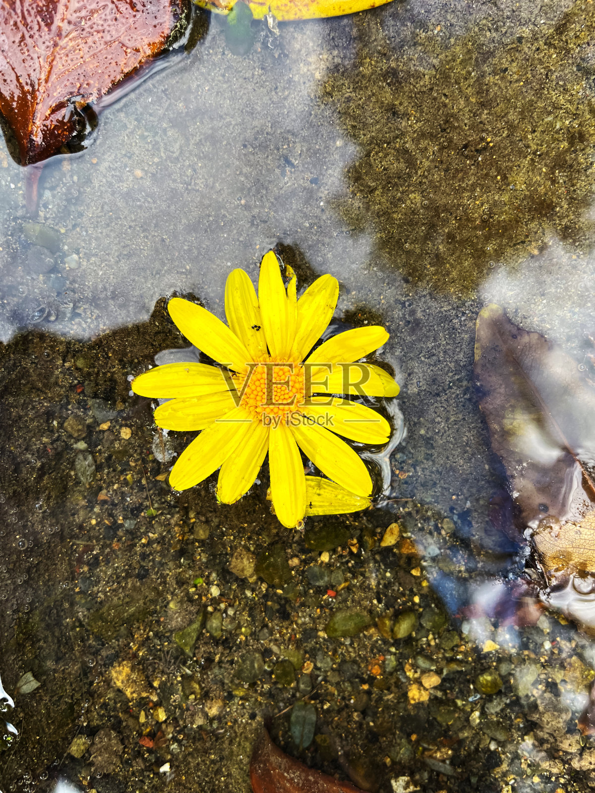 漂在水里的欧洲鱼，与混凝土形成了微妙的对比照片摄影图片