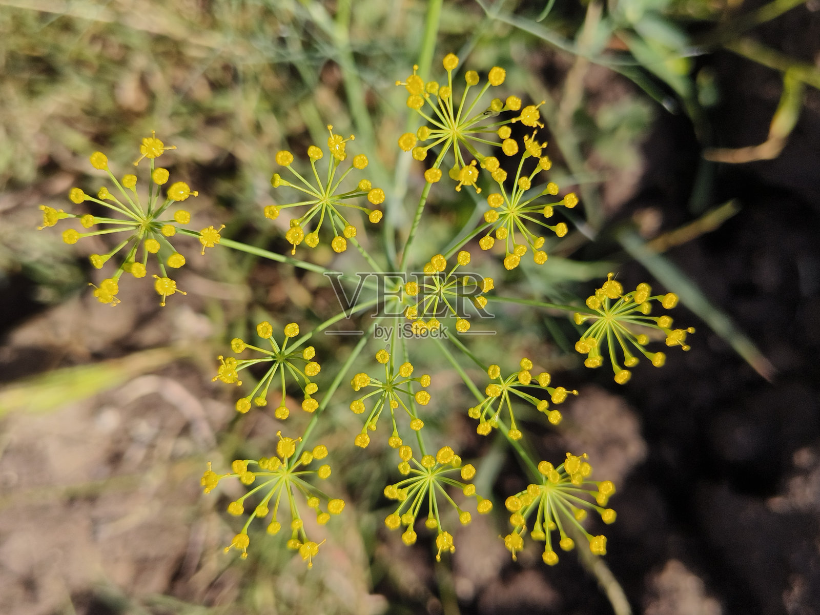 小叶梗普通花靠近照片摄影图片