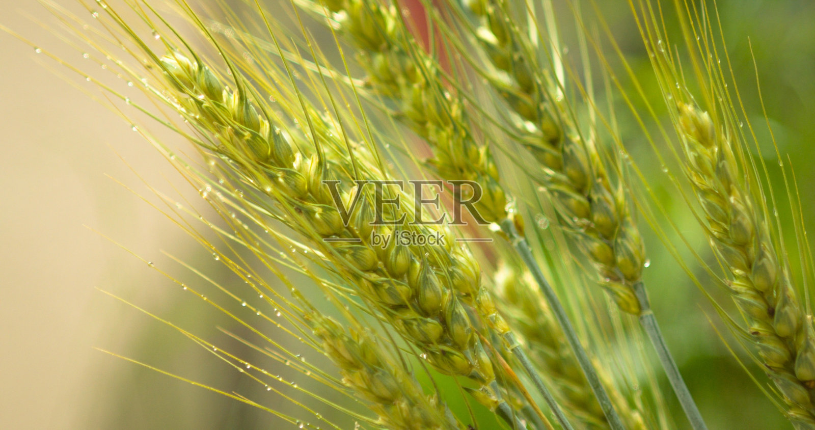 带雨滴的小麦小穗照片摄影图片