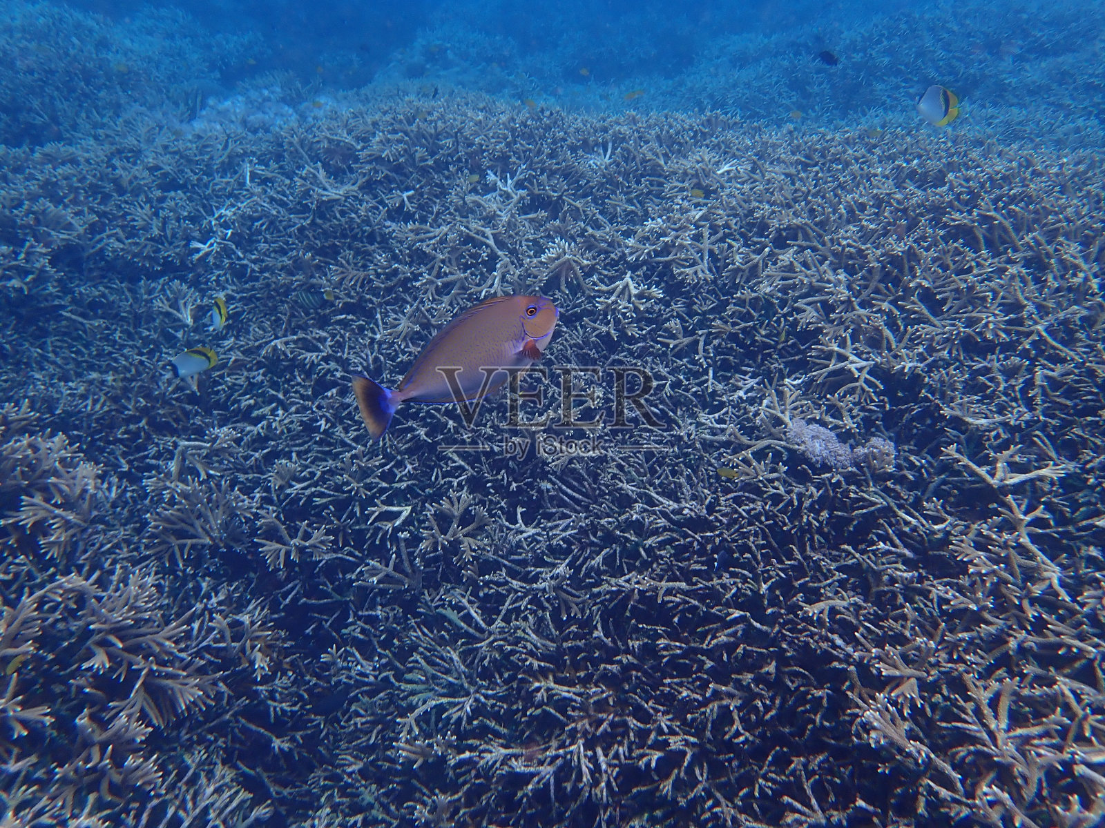 莱蒙根岛上的鱼照片摄影图片
