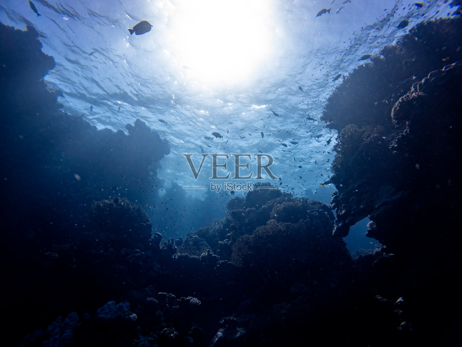 水下场景与异国情调的鱼类和珊瑚礁的红海照片摄影图片