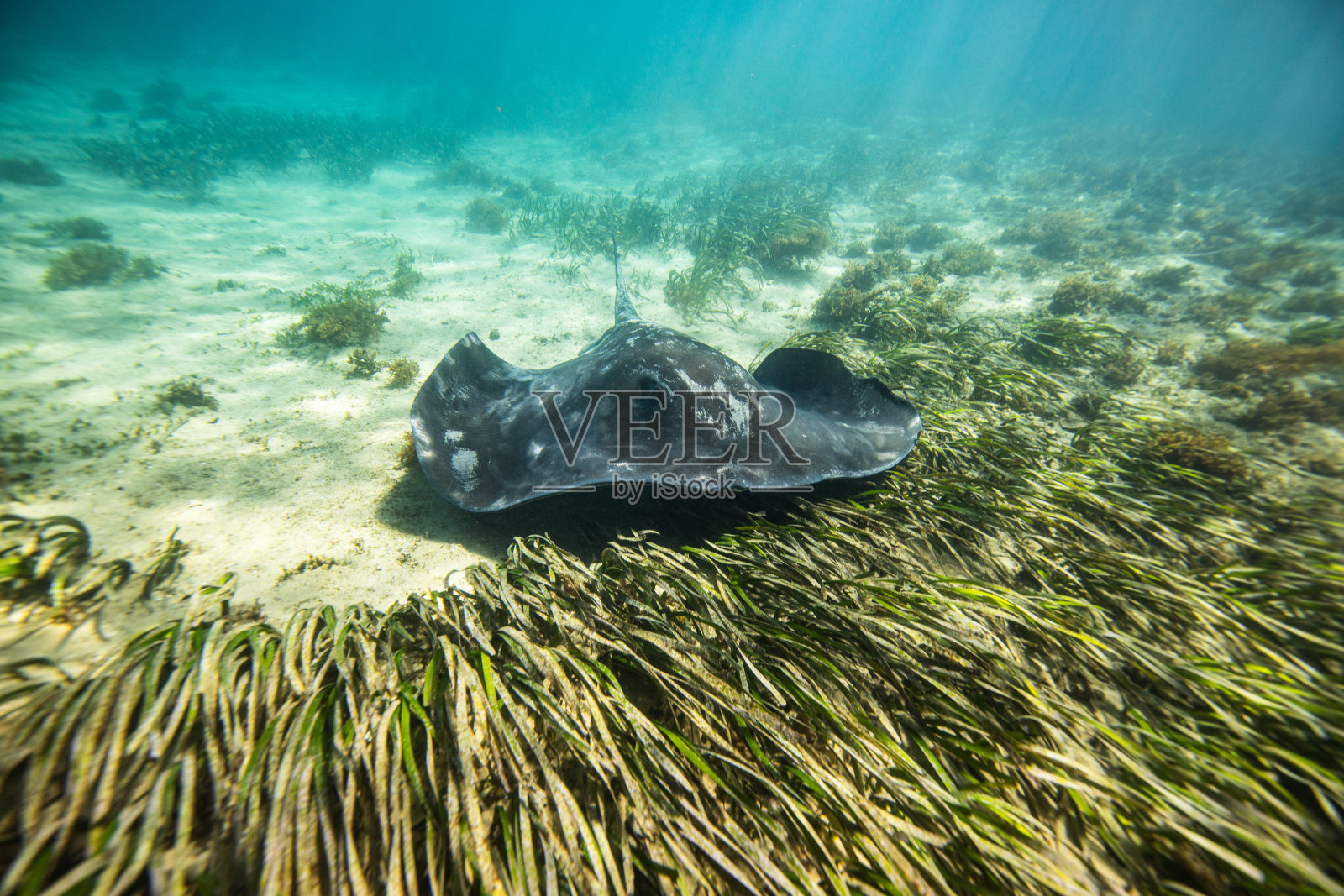 大黑黄貂鱼在海湾底部的海藻上游泳照片摄影图片