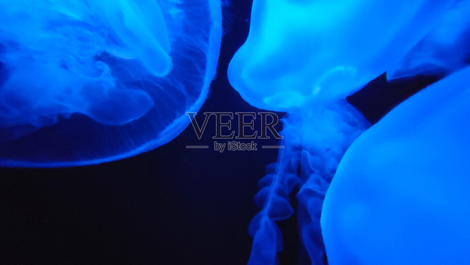 蓝水母(水平)照片摄影图片