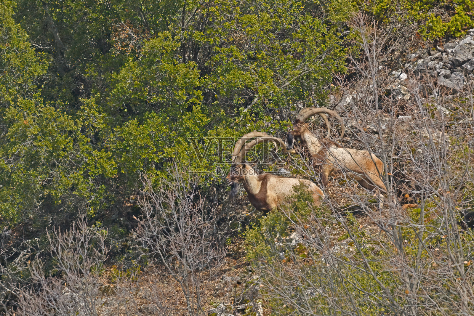 公野山羊正在吃橡树的叶子。照片摄影图片