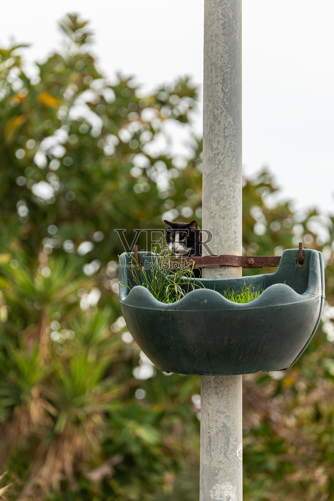 特写镜头照片摄影图片