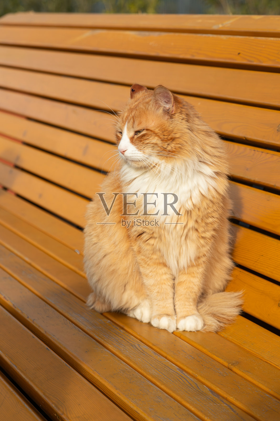 特写镜头照片摄影图片